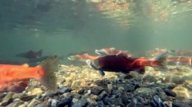 Kokanee somonu derenin yukarısında, su altında yumurtluyor.