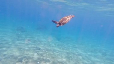 Tropikal okyanusta mercan resifinin üzerindeki yeşil deniz kaplumbağası.