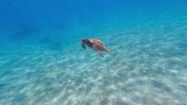 Tropikal okyanusta mercan resifinin üzerindeki yeşil deniz kaplumbağası.