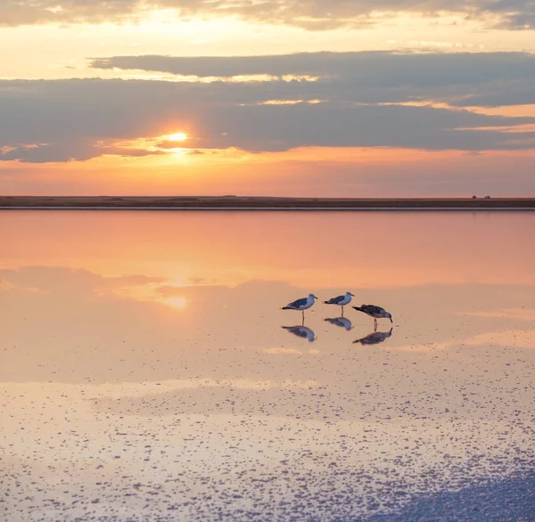 Måsfåglar Solnedgången Genichesk Rosa Extremt Salt Sjö Färgad Mikroalger Med — Stockfoto