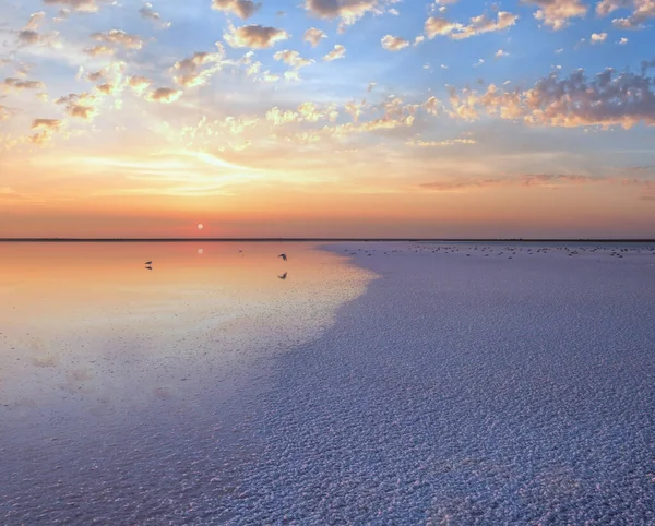 Måsfåglar Solnedgången Genichesk Rosa Extremt Salt Sjö Färgad Mikroalger Med — Stockfoto