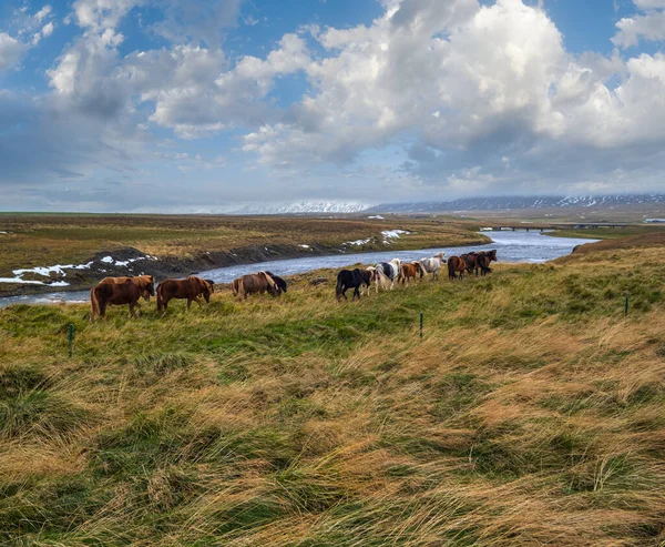 アイスランドの馬の群れは 西アイスランド Vatnsnes半島に放牧 アイスランドには1種の馬しか住んでいません 川の近くの無料の牧草地で美しく手入れの行き届いたアイスランドの馬 — ストック写真