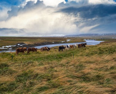 İzlanda atları Batı İzlanda, Vatnsnes yarımadasında otlar. İzlanda 'da sadece bir tür at yaşar. Güzel ve bakımlı İzlanda atları nehrin yakınındaki otlakta..