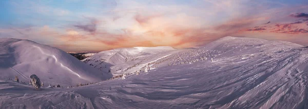 雪覆在雪山高原上的冷杉树上 顶上长满了雪角 美丽美丽的阿尔卑斯山山脊上阳光灿烂的一天 高分辨率全景 — 图库照片