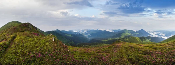 霧と曇りの朝の夏の山の斜面にピンクのバラシャクナゲの花 マルマロスピップイワン山 カルパティア ウクライナ — ストック写真
