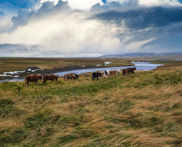 アイスランドの馬の群れは 西アイスランド Vatnsnes半島に放牧 アイスランドには1種の馬しか住んでいません 川の近くの無料の牧草地で美しく手入れの行き届いたアイスランドの馬 — ストック写真
