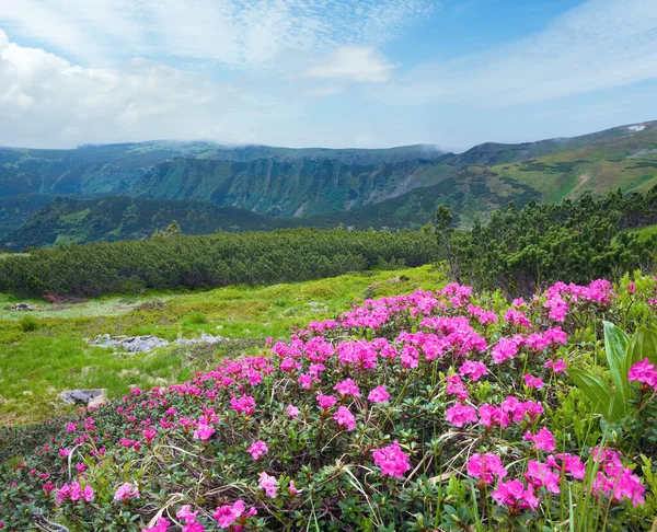 Růžový Rododendron Květiny Letní Hory Ukrajina Karpaty — Stock fotografie