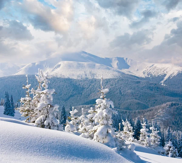 Rym Zimy Śniegu Objętych Jodły Zboczu Góry Karpaty Ukraina — Zdjęcie stockowe
