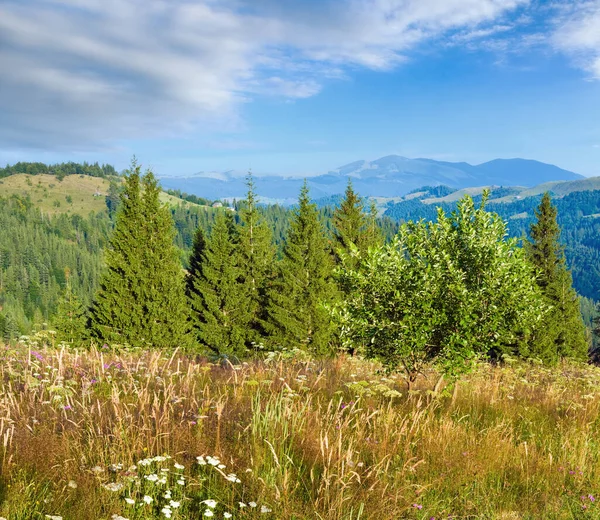 Summer Mountain Landscape Flowering Grassland Front — Stock Photo, Image