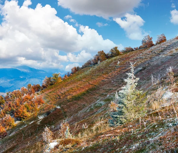 与第一次冬季雪和秋季多彩越桔树丛里 月喀尔巴阡山 Borghava — 图库照片