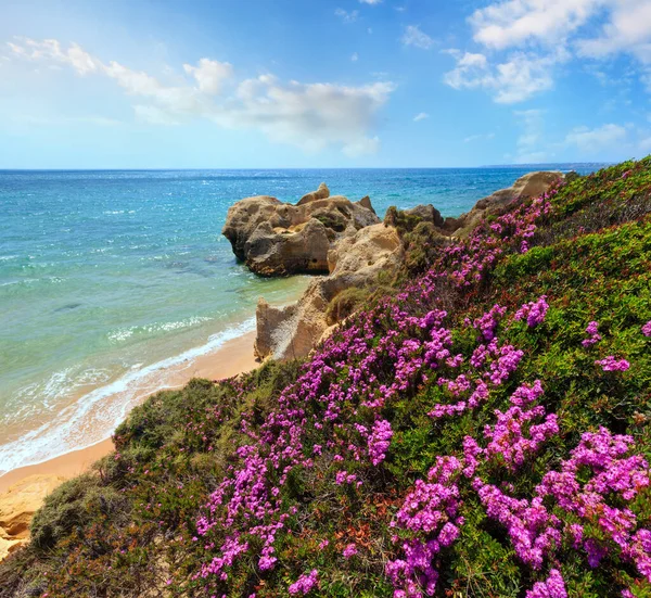 Kwitnąca Widok Skaliste Wybrzeża Atlantyku Fioletowe Kwiaty Lato Wąska Piaszczysta — Zdjęcie stockowe