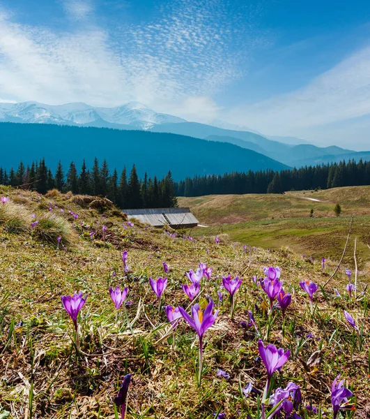 Bunt Blühende Lila Krokus Heuffelianus Krocus Vernus Alpenblumen Auf Frühling — Stockfoto
