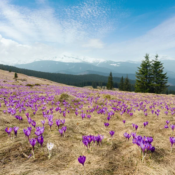 Färgstarka Blommande Purple Violett Krokus Heuffelianus Crocus Vernus Alpina Blommor — Stockfoto