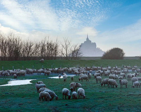 圣米歇尔山 在三月 晚上和羊群在前面 — 图库照片
