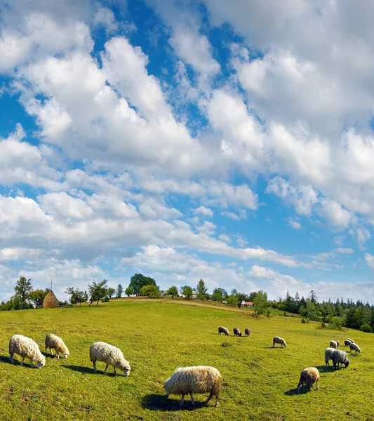 夏村山山顶 群羊和高蓝天与白云 Slavske 村庄郊外 喀尔巴阡 Mts 乌克兰 — 图库照片