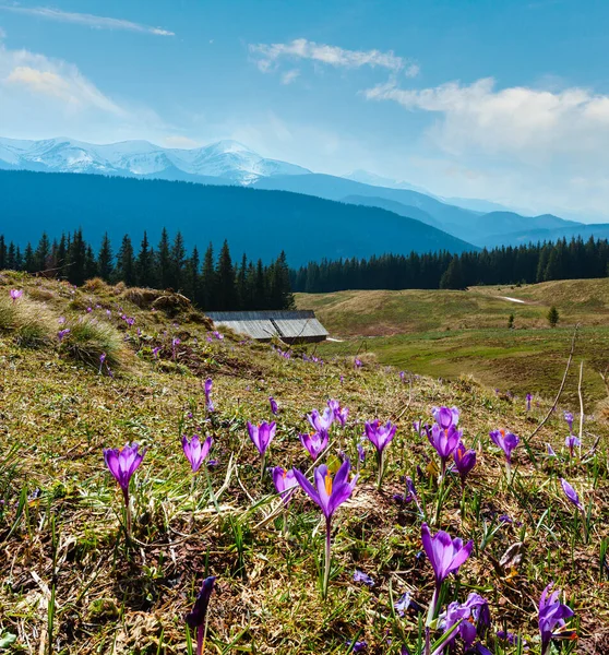 Colorful Blossoming Purple Crocus Heuffelianus Crocus Vernus Alpine Flowers Spring — Stock Photo, Image