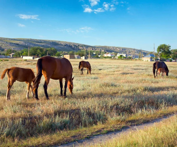 Koń Małych Źrebię Preirie Pastwiska Pobliżu Kazantip Rezerwy Krym Ukraina — Zdjęcie stockowe