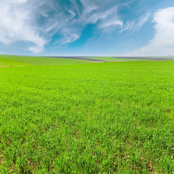 Beautiful Sunny Spring Wheat Field Country Landscape — Stock Photo, Image