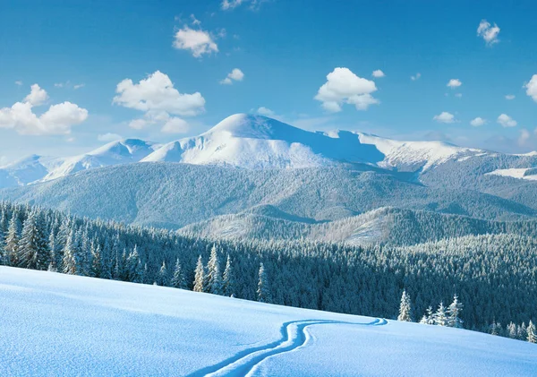 Morning winter calm mountain landscape with ski track and coniferous forest on slope (Goverla view - the highest mount in Ukrainian Carpathian).