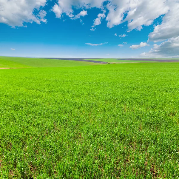 Beautiful Sunny Spring Field Country Landscape — Stock Photo, Image