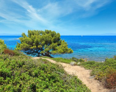 Yaz Ege Denizi kıyısında yatay, yol ve çam ağacı (Chalkidiki, Yunanistan).
