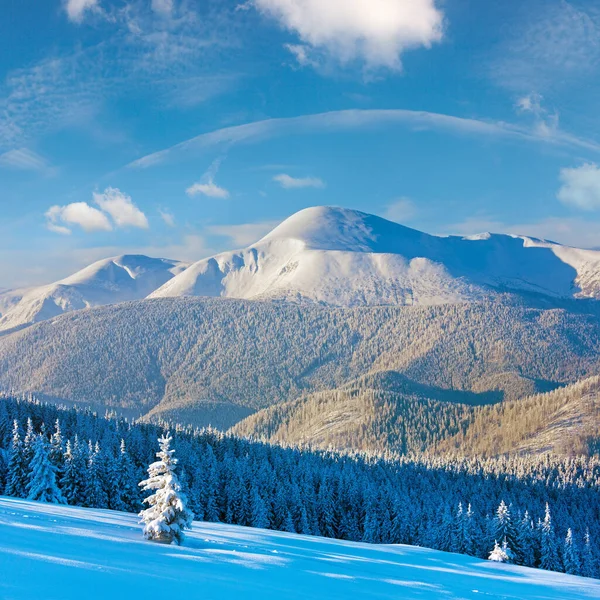 Winter Rime Snow Covered Fir Trees Mountainside Carpathian Mountains Ukraine — Stock Photo, Image