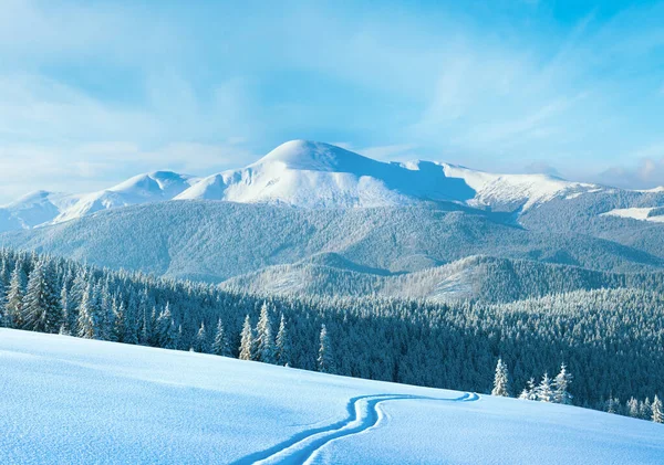Morning winter calm mountain landscape with ski track and coniferous forest on slope (Goverla view - the highest mount in Ukrainian Carpathian).