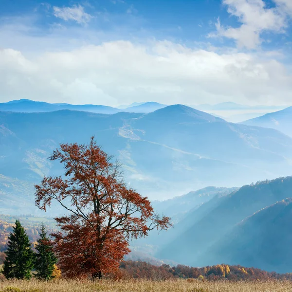 Herbstlich Neblige Berglandschaft Mit Bunten Bäumen Hang Und Sonnenstrahlen — Stockfoto