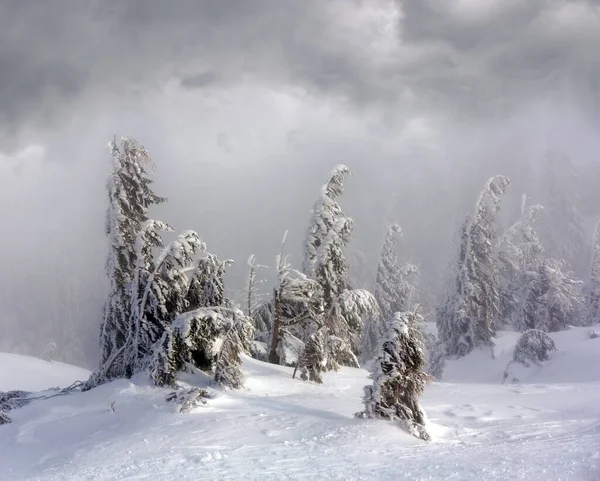 Inclined Icy Snowy Fir Trees Winter Morning Hill Fog —  Fotos de Stock