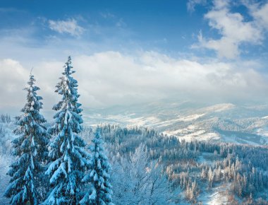 Kış Karpat dağ manzara ve karlı köknar ağaçları üst ön (Skole Beskids, Lviv Oblast, Ukraine). 