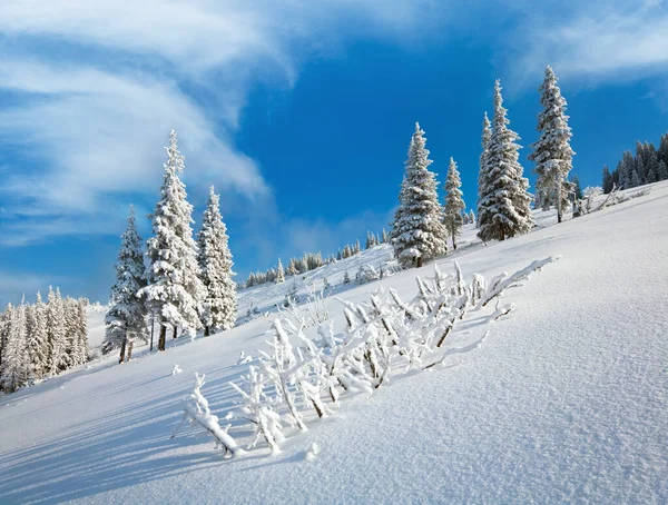 Inverno Rime Neve Coberto Abetos Montanha Fundo Céu Azul — Fotografia de Stock