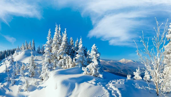 Morning Winter Calm Mountain Landscape Fir Trees Slope Carpathian Mountains — Stock Photo, Image