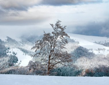 İlk kış kar dağlar ve geçen sonbahar yaprakları kadar dağın üzerinde büyük kayın ağacı üzerinde
