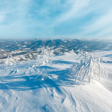 Dağ manzarası güzel süs ağaçları ve snowdrifts yamaç (Karpat Dağları, Ukrayna ile sabah kış sakin)