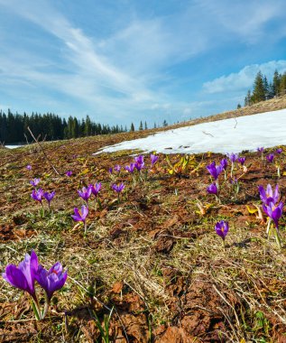 Renkli mor çiçekler çiçek açması Crocus heuffelianus (Crocus vernus) Alp bahar Karpat dağ Yaylası Vadisi, Ukrayna, Europe üzerinde. Güzel kavramsal ilkbahar veya yaz başında yatay.