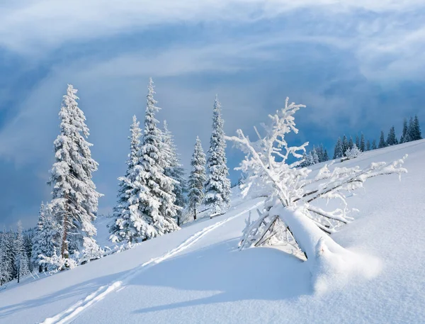 Winter Rime Snow Covered Fir Trees Mountainside — Stock Photo, Image