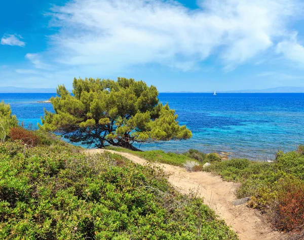 Summer Aegean Sea Coast Landscape Path Pine Tree Chalkidiki Greece — Stock Photo, Image