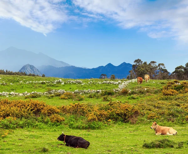 夏季开花山上用石块和黄灌木丛头牛 — 图库照片