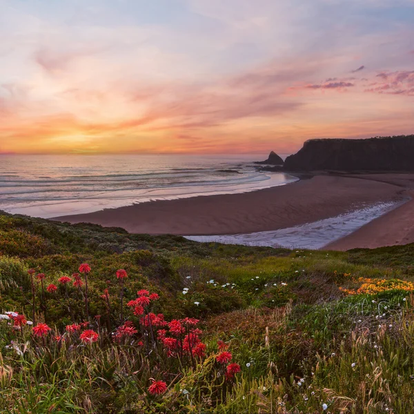 Pink sunset ocean scenery with wild  flowers blossoming on summer Odeceixe beach (Aljezur, Algarve, Portugal).