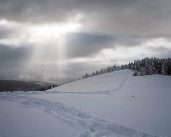 Winteravond Kalm Berglandschap Met Dennenbomen Helling Kukol Mount Karpaten Oekraïne — Stockfoto