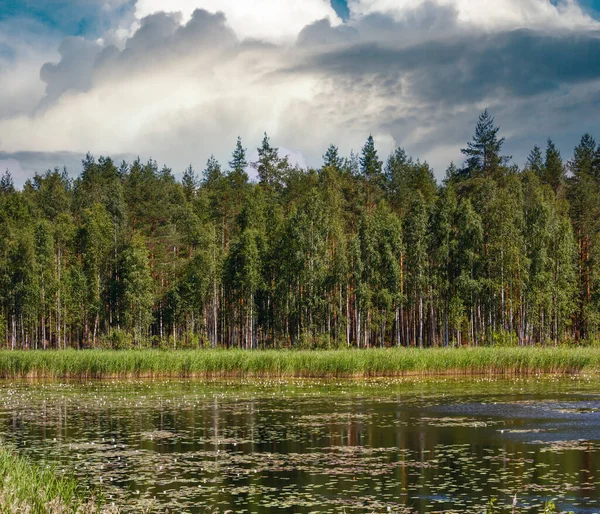 Lago Ruotsalainen Vista Verão Com Lilys Água Superfície Perto Hevossaari — Fotografia de Stock