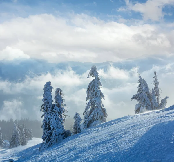 Karlı Köknar Ağaçları Sabah Kış Dağı Nda Bulutlu Rüzgarlı Havalarda — Stok fotoğraf