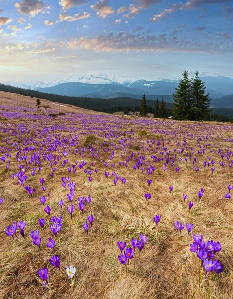 Bunt Blühende Violette Krocus Heuffelianus Crocus Vernus Alpenblumen Auf Dem — Stockfoto
