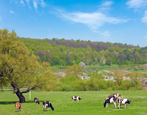 带有村庄和奶牛的春天乡村风景 乌克兰利沃夫州 — 图库照片