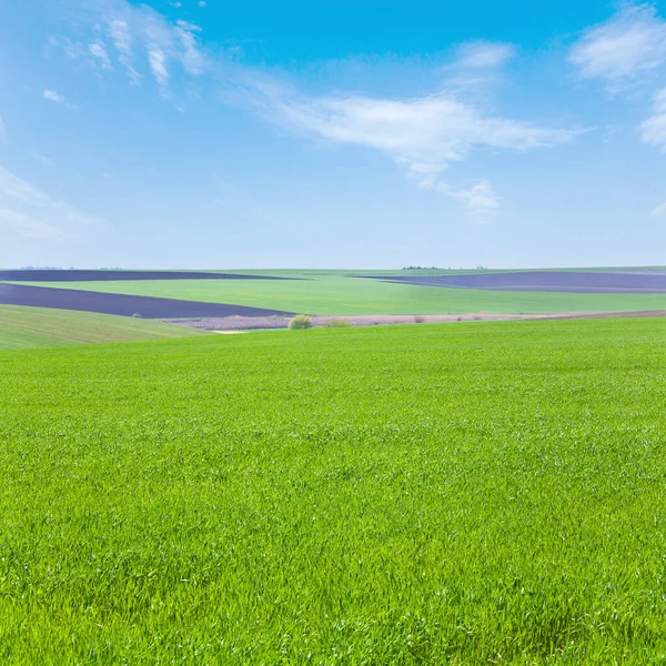 Beautiful Spring Wheat Field Countryside Landscape Ukraine — Stock Photo, Image