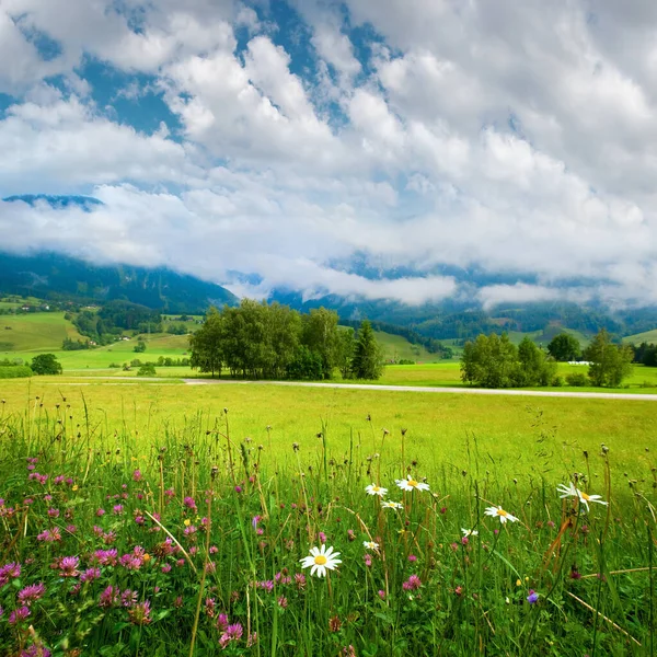 阿尔卑斯山草甸宁静的夏景 — 图库照片
