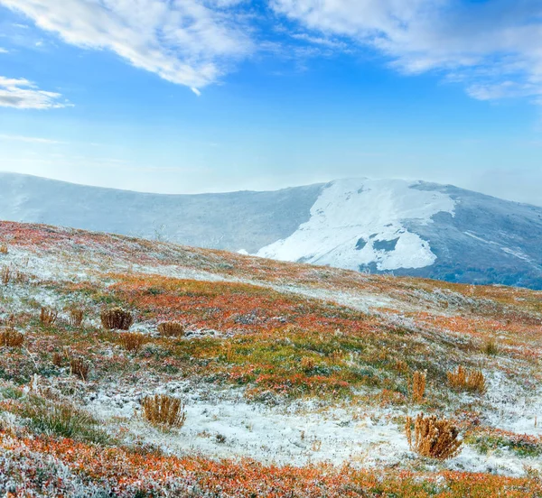 月最初の冬の雪と秋カラフルなビルベリー茂みカルパティア山 Borghava — ストック写真