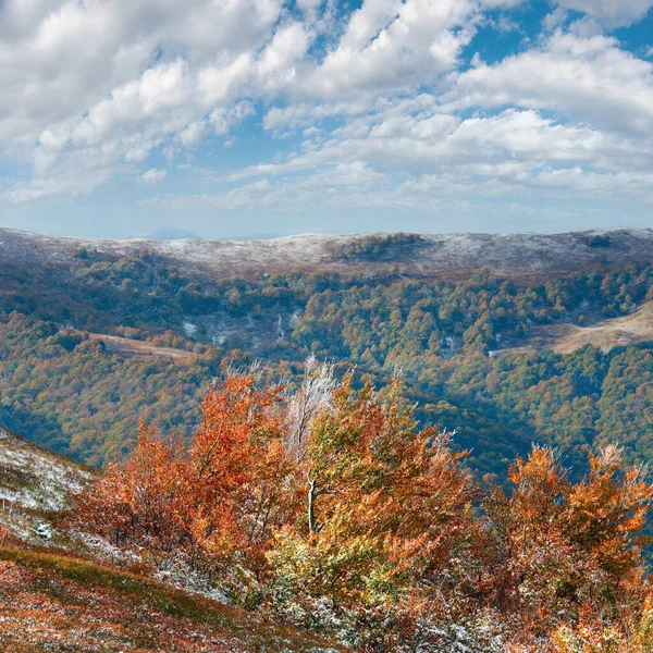 与第一次冬季雪和秋季色彩缤纷越橘灌木 月喀尔巴阡山 Borghava — 图库照片