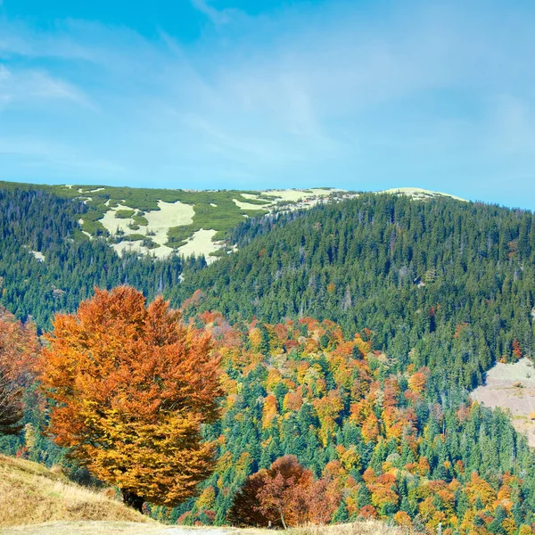Zonnig Herfst Bergwoud Berghelling Karpaten Oekraïne — Stockfoto