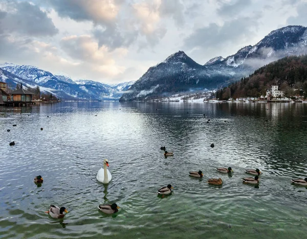 多云的冬季高山湖 Grundlsee 奥地利 天鹅和野鸭在水面上 — 图库照片